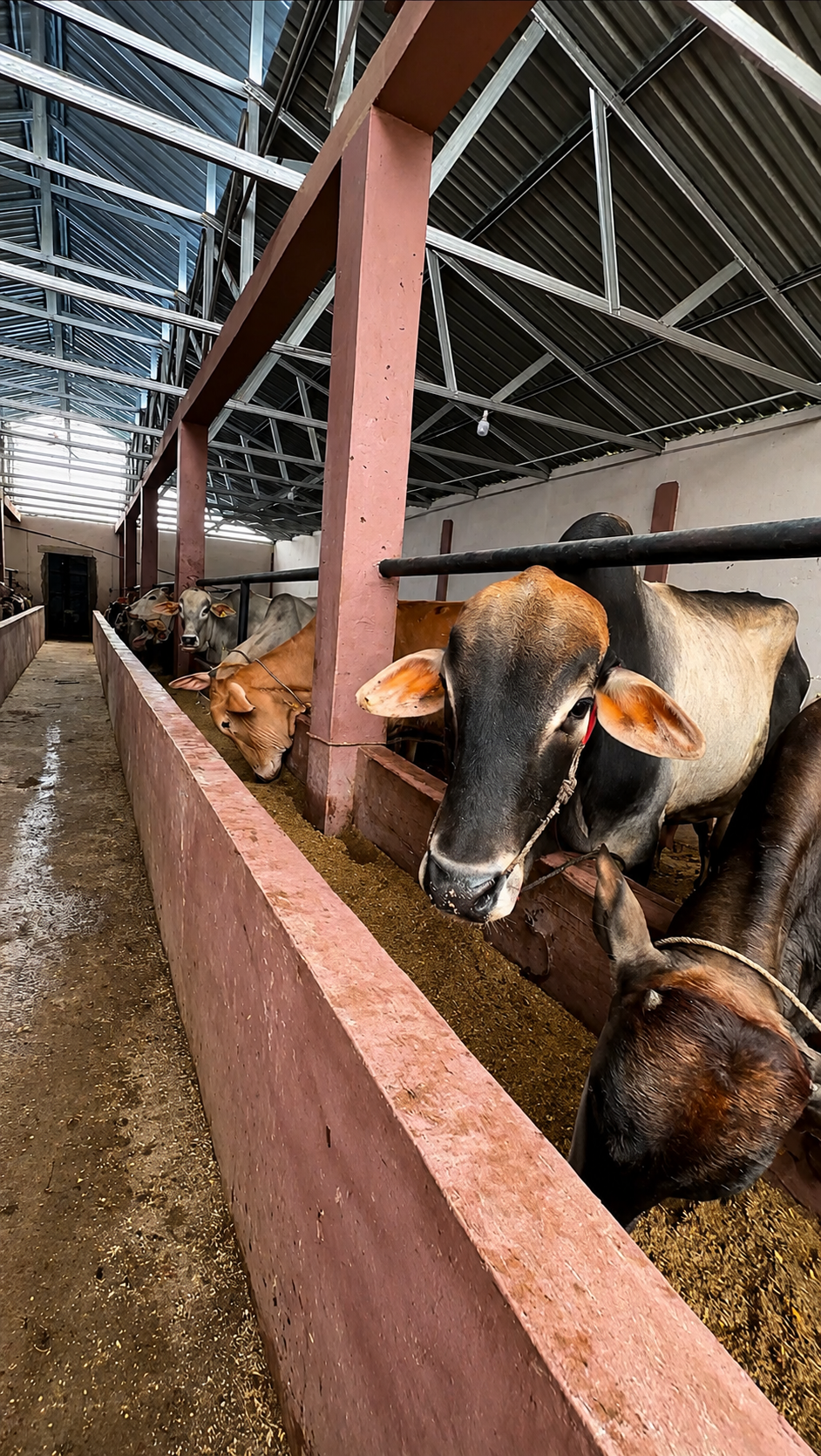 Kandang BMA FARM